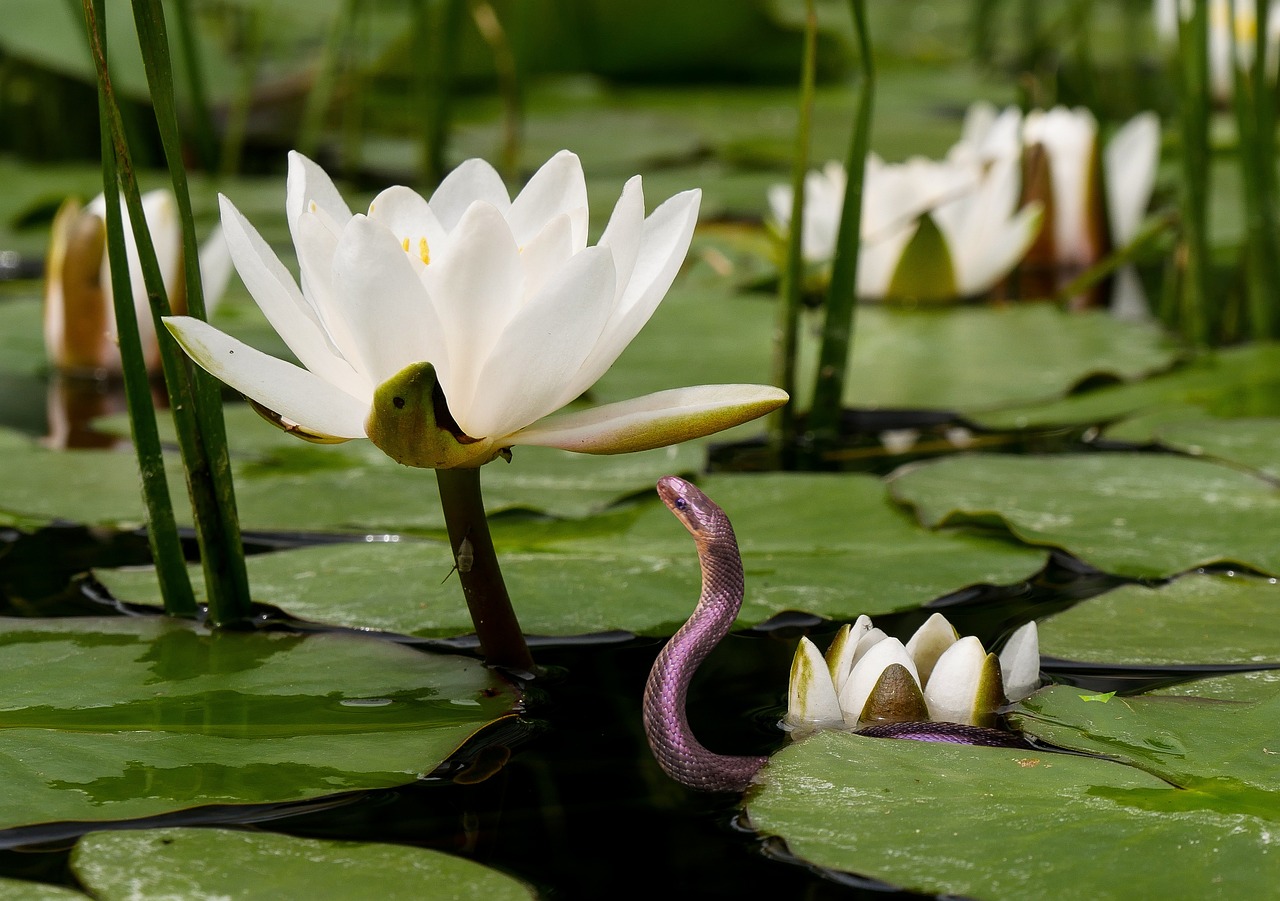 How to Create a DIY Sustainable Water Garden